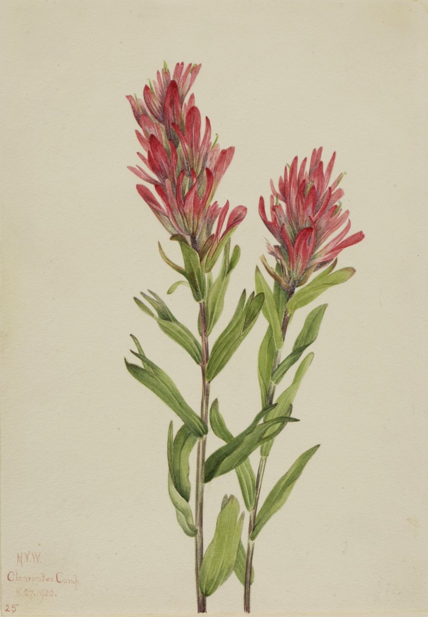 Alberta festőkefe (Catilleja miniata) alkotó: Mary Vaux Walcott