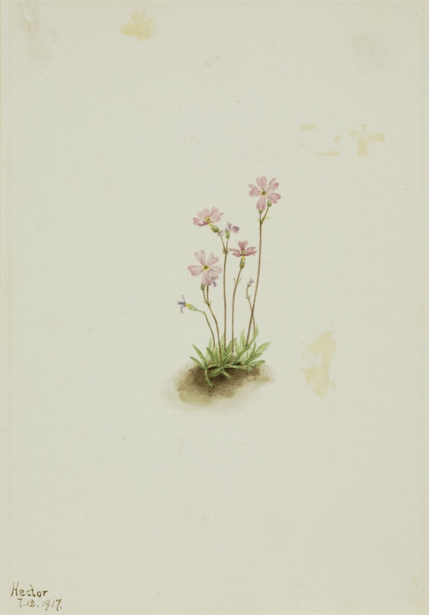 Alberta Primrose (Primula maccalliana) alkotó: Mary Vaux Walcott