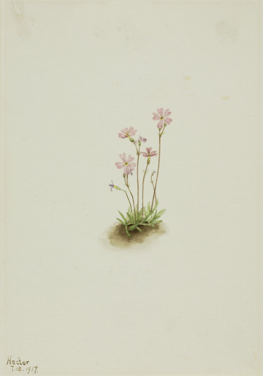 Alberta Primrose Primula maccalliana, 1917. alkotó: Mary Vaux Walcott
