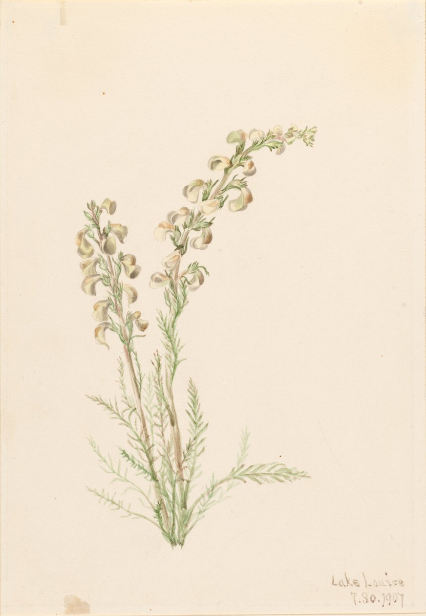 Alpesi páfrányfenyő (Pedicularis contorta) alkotó: Mary Vaux Walcott