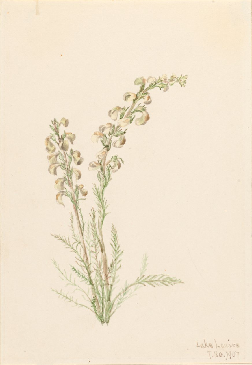 Alpesi Fernlife Pedicularis contorta, 1907. alkotó: Mary Vaux Walcott