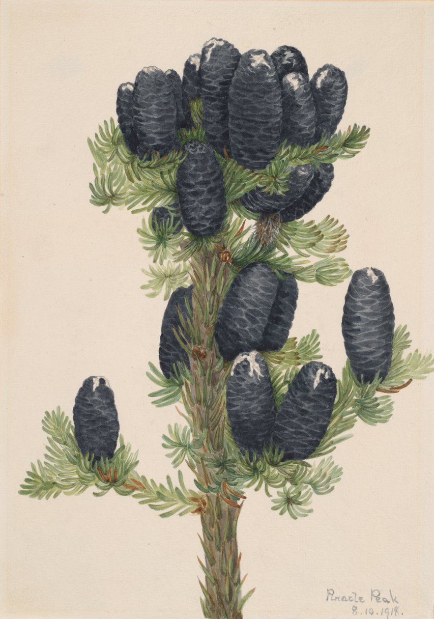 Alpesi fenyő Abies lasiocarpa, 1918. alkotó: Mary Vaux Walcott