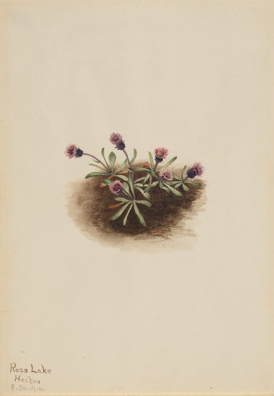 Alpesi bolhaparéj (Erigeron unalaschcensis) alkotó: Mary Vaux Walcott