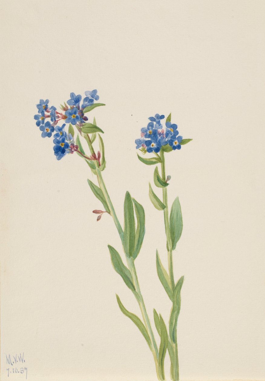 Alpesi Felejtsd el (Myosotis alpestris) alkotó: Mary Vaux Walcott
