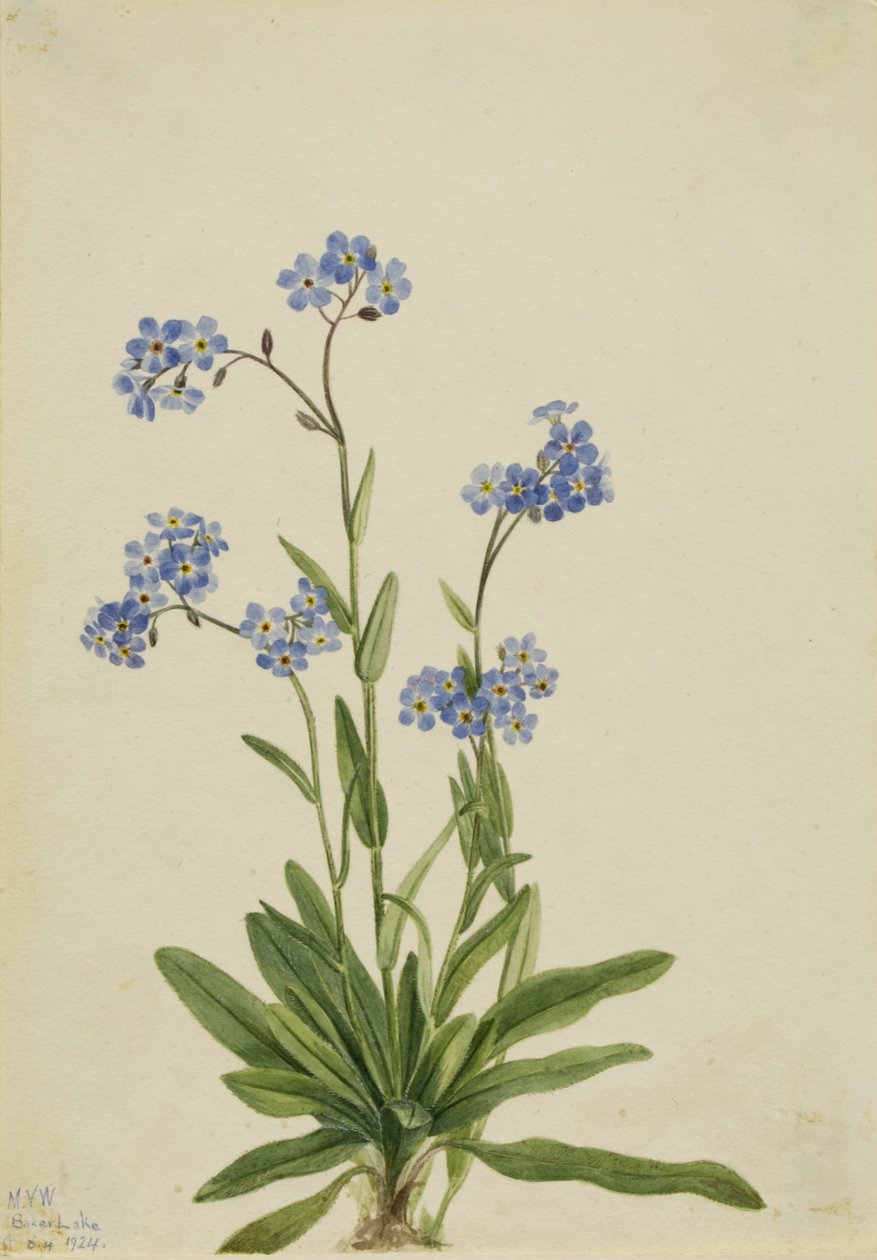 Alpesi nefelejcs (Myosotis alpestris) alkotó: Mary Vaux Walcott