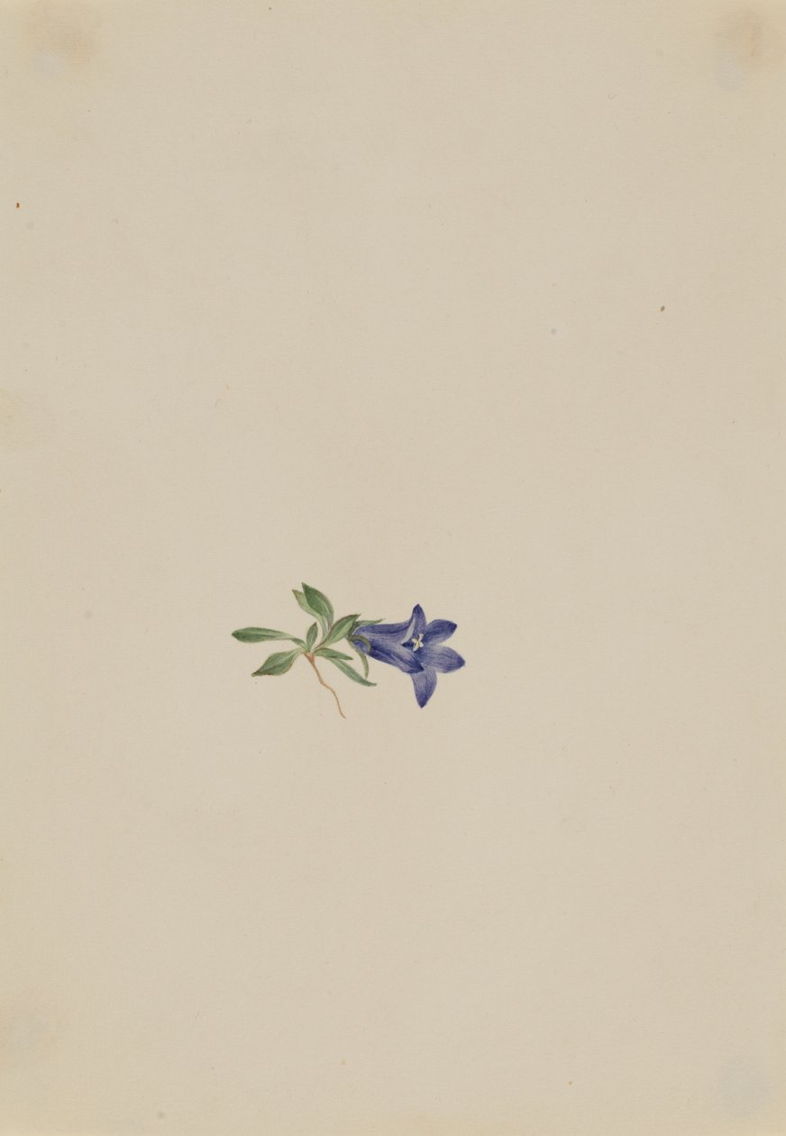 Alpesi Harangvirág (Campanula lasiocarpa) alkotó: Mary Vaux Walcott
