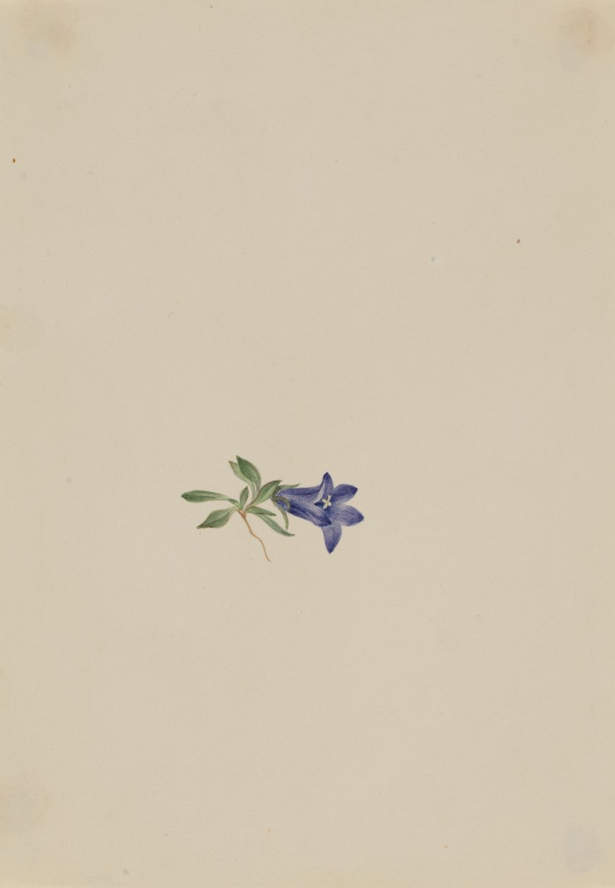 Alpesi nyúlvirág Campanula lasiocarpa, n.d. alkotó: Mary Vaux Walcott