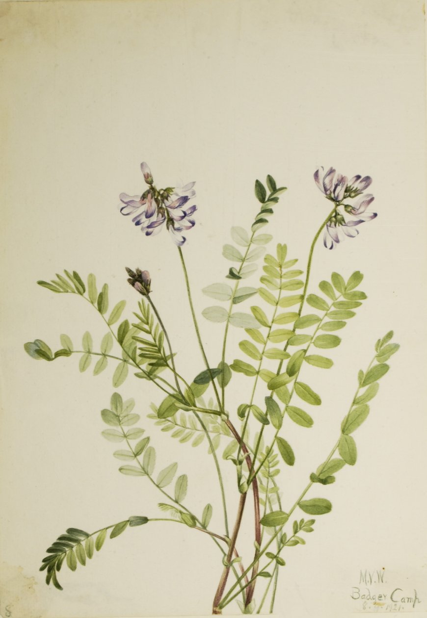 Alpesi bársonyvirág (Astragalus alpinus) alkotó: Mary Vaux Walcott