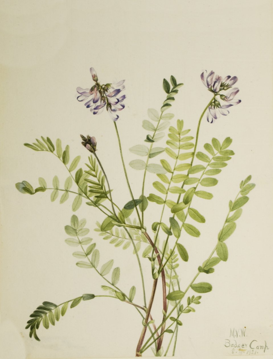Alpesi tejes bükköny Astragalus alpinus, 1921 alkotó: Mary Vaux Walcott