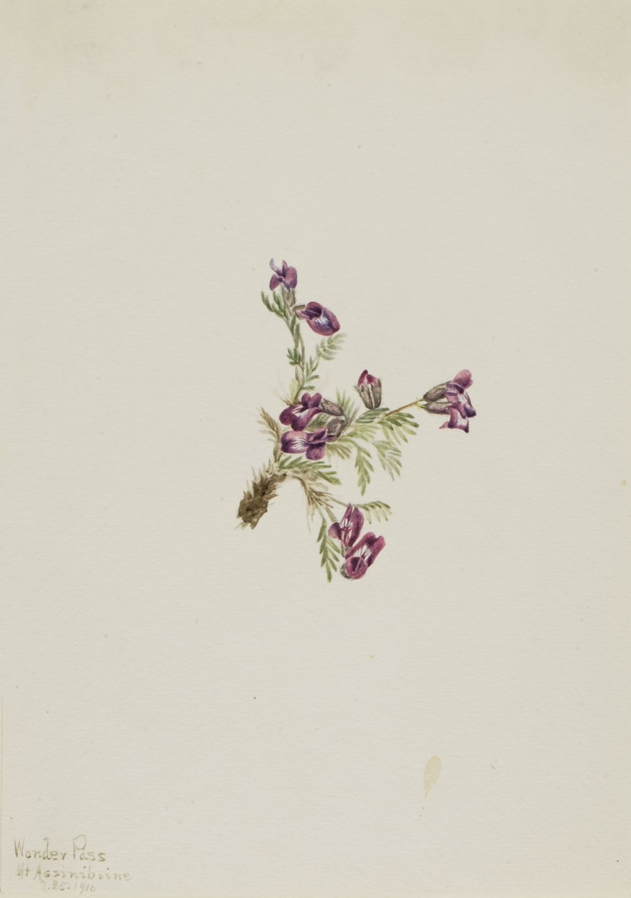 Alpesi bársonyvirág (Oxytropis podocarpa) alkotó: Mary Vaux Walcott