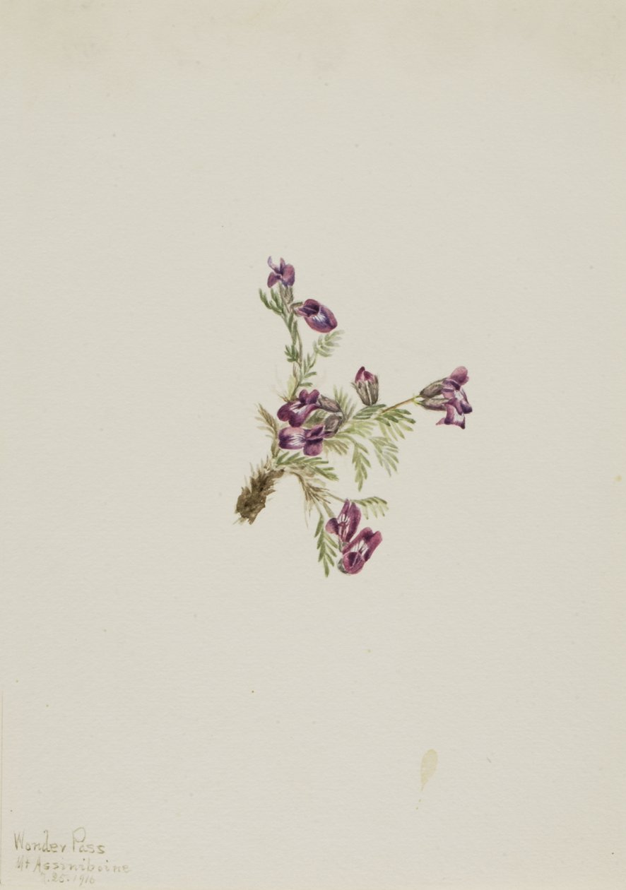 Alpesi hegyivirág Oxytropis podocarpa, 1916. alkotó: Mary Vaux Walcott