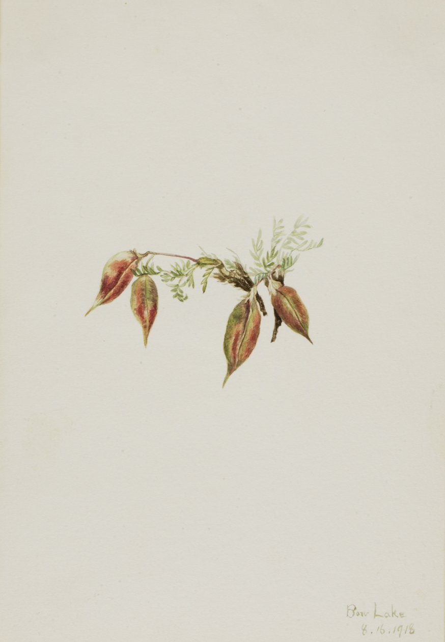 Alpesi hegyivirág Oxytropis podocarpa, 1918. alkotó: Mary Vaux Walcott