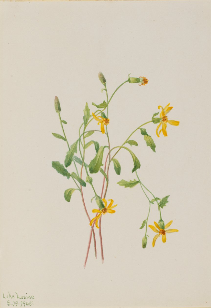 Alpesi kankalin (Senecio fajok) alkotó: Mary Vaux Walcott