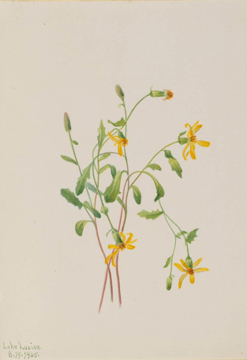 Alpesi parlagfű Senecio faj, 1905. alkotó: Mary Vaux Walcott