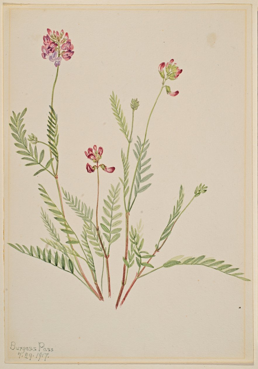 Alpesi cickafark (Astragalus bourgovii) alkotó: Mary Vaux Walcott