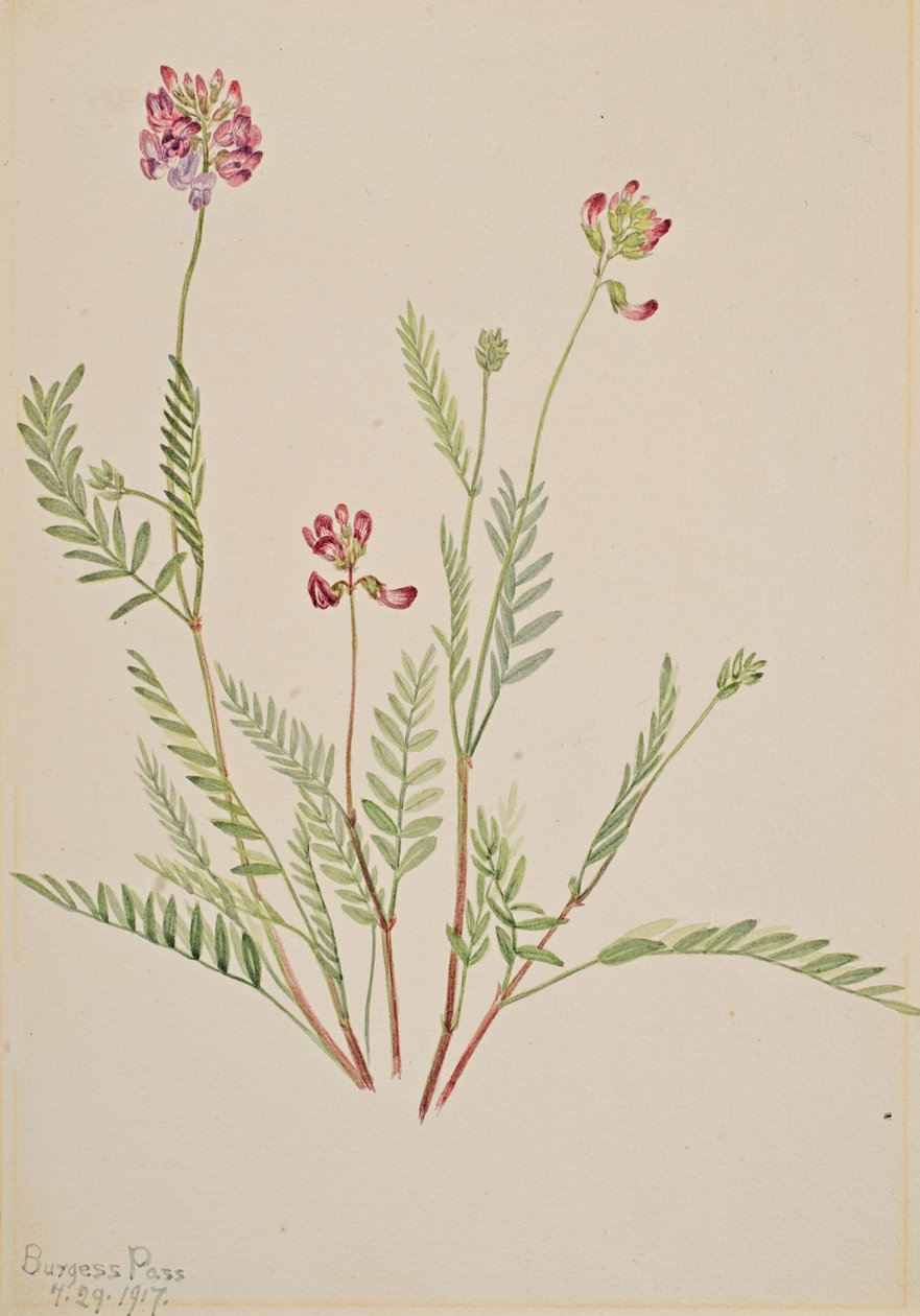 Alpesi bükköny Astragalus bourgovii, 1917. alkotó: Mary Vaux Walcott