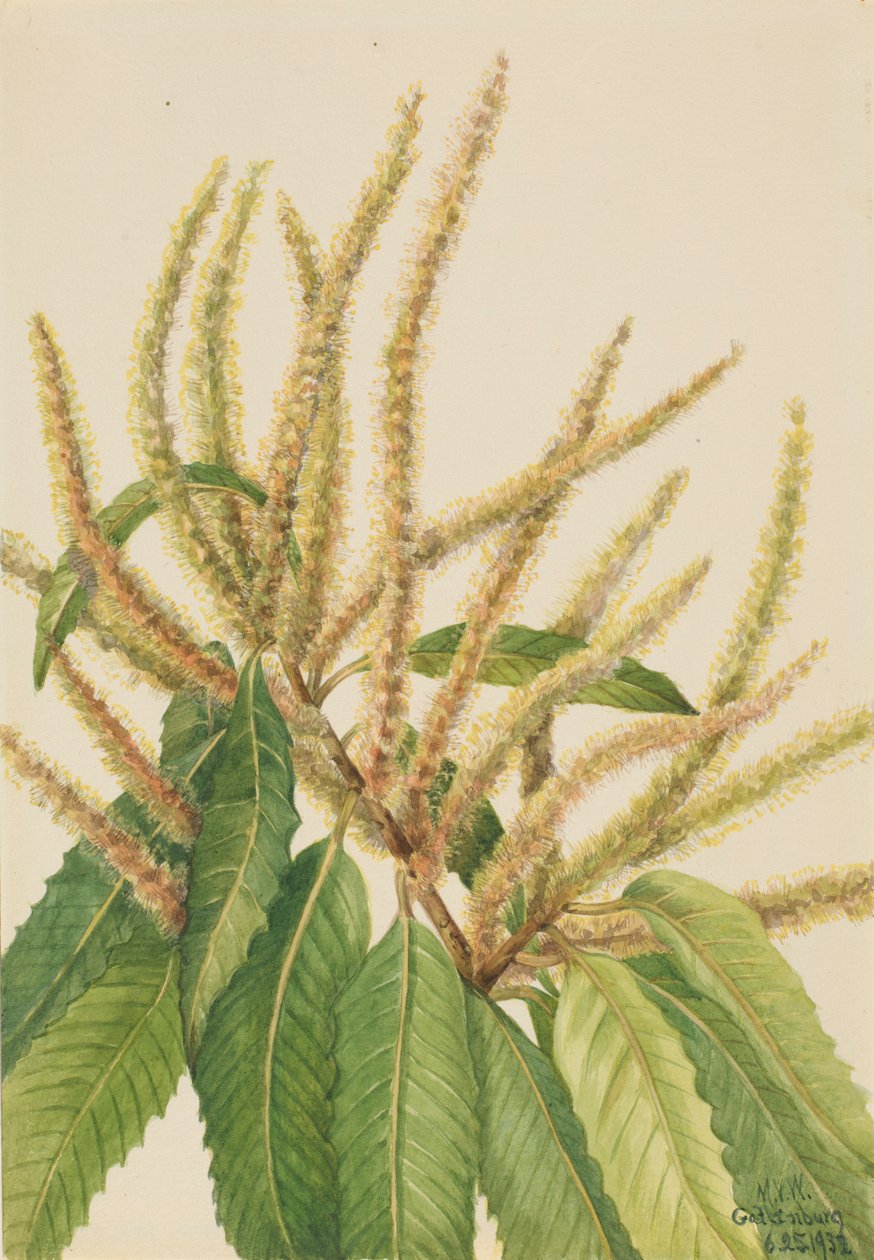 Amerikai gesztenye (Castanea dentata) alkotó: Mary Vaux Walcott