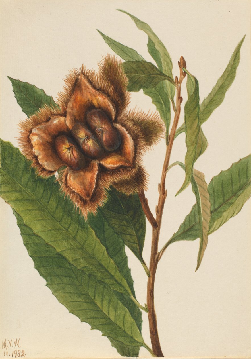 Amerikai gesztenye (Castanea dentata) alkotó: Mary Vaux Walcott