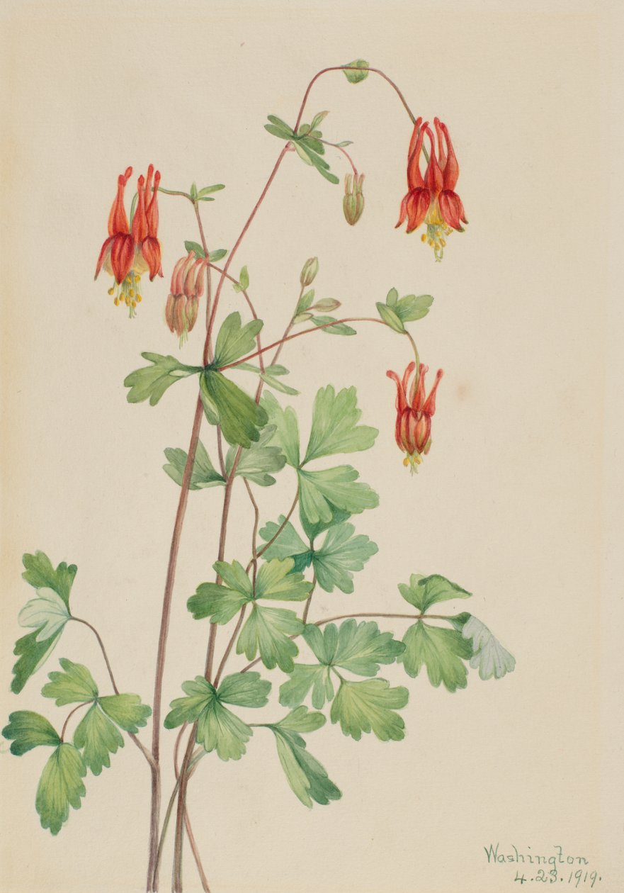 Amerikai Columbine (Aquilegia canadensis) alkotó: Mary Vaux Walcott