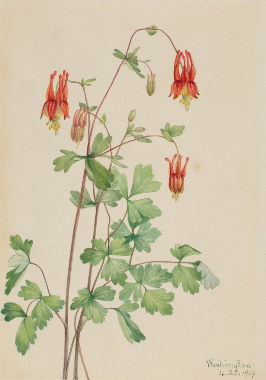 Amerikai Columbine Aquilegia canadensis, 1919. alkotó: Mary Vaux Walcott