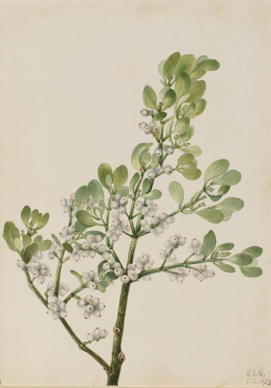 Amerikai fagyöngy Phoradendron flavescens, 1923. alkotó: Mary Vaux Walcott