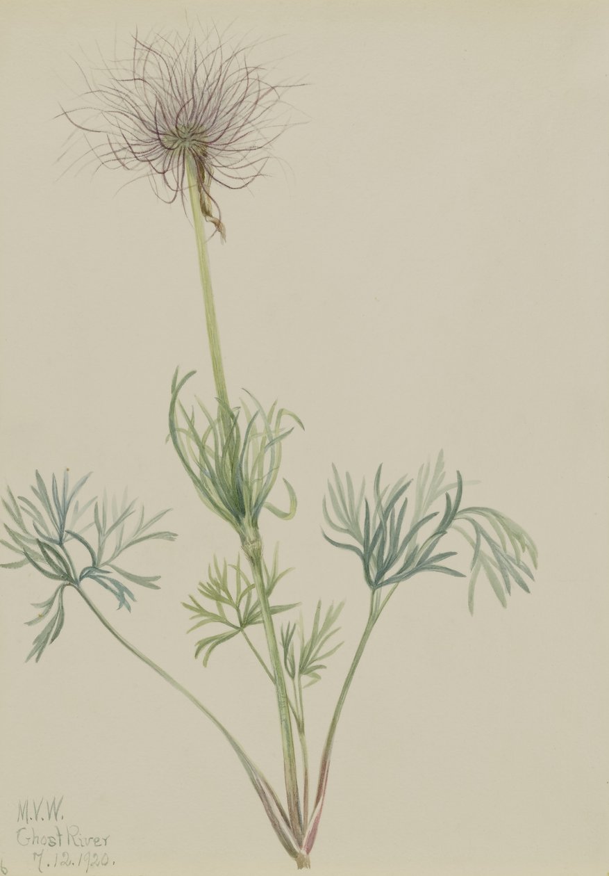 Amerikai paszulavirág (Pulsatilla ludoviciana) alkotó: Mary Vaux Walcott