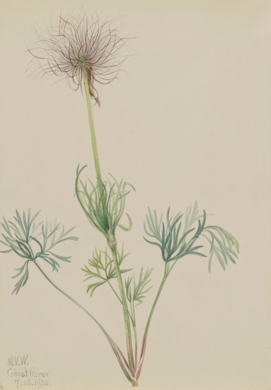 Amerikai Pasqueflower Pulsatilla ludoviciana, 1920. alkotó: Mary Vaux Walcott