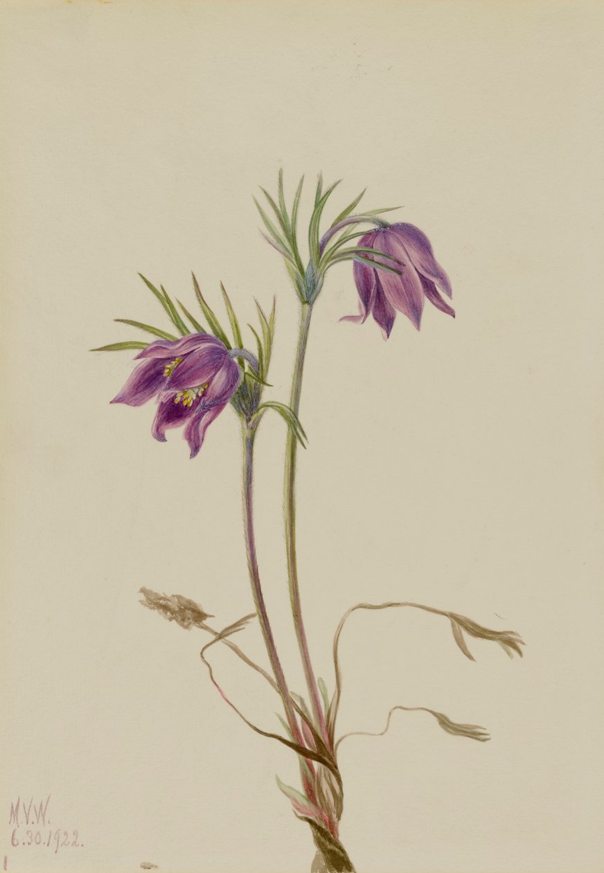 Amerikai Pasqueflower Pulsatilla ludoviciana, 1922. alkotó: Mary Vaux Walcott