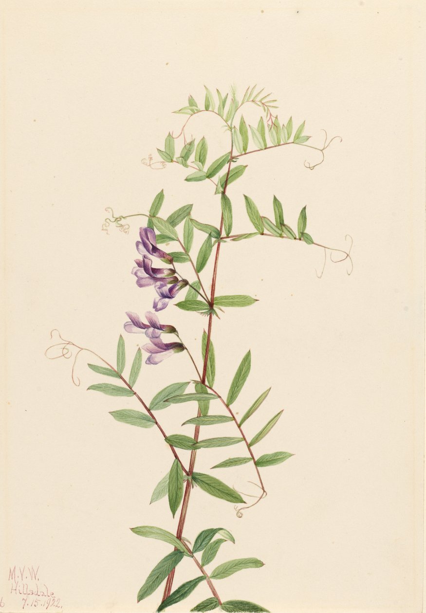Amerikai bükköny (Vicia americana) alkotó: Mary Vaux Walcott