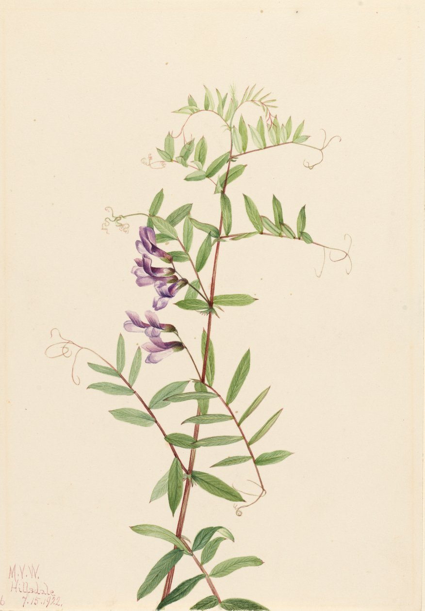 American Vetch Vicia americana, 1922. alkotó: Mary Vaux Walcott