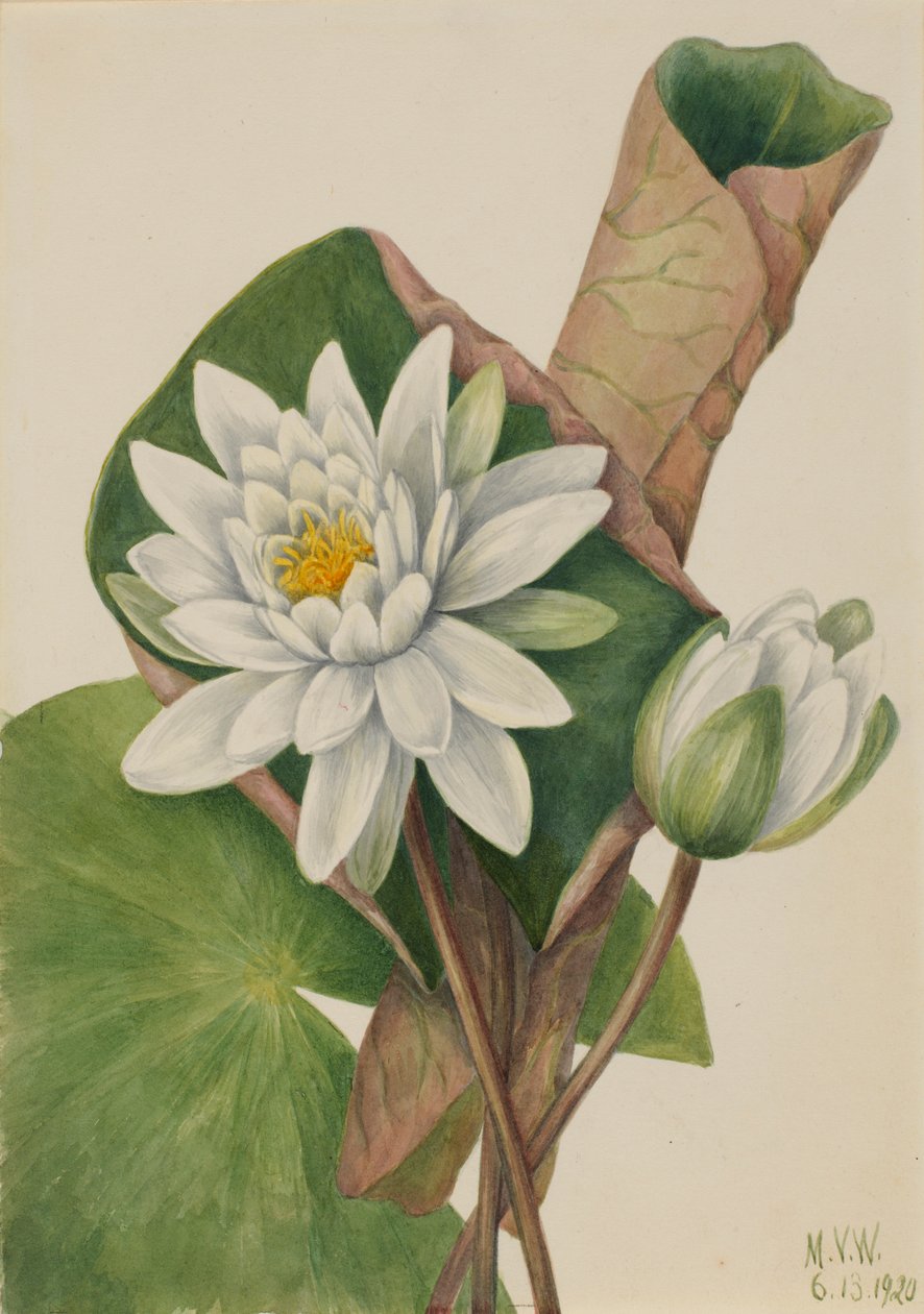Amerikai tavirózsa (Castalia odorata) alkotó: Mary Vaux Walcott