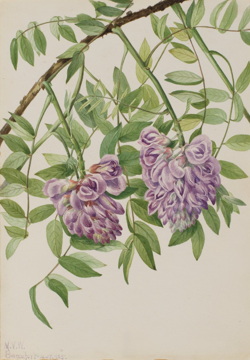 Amerikai Wisteria Kraunhia frutescens, 1925. alkotó: Mary Vaux Walcott