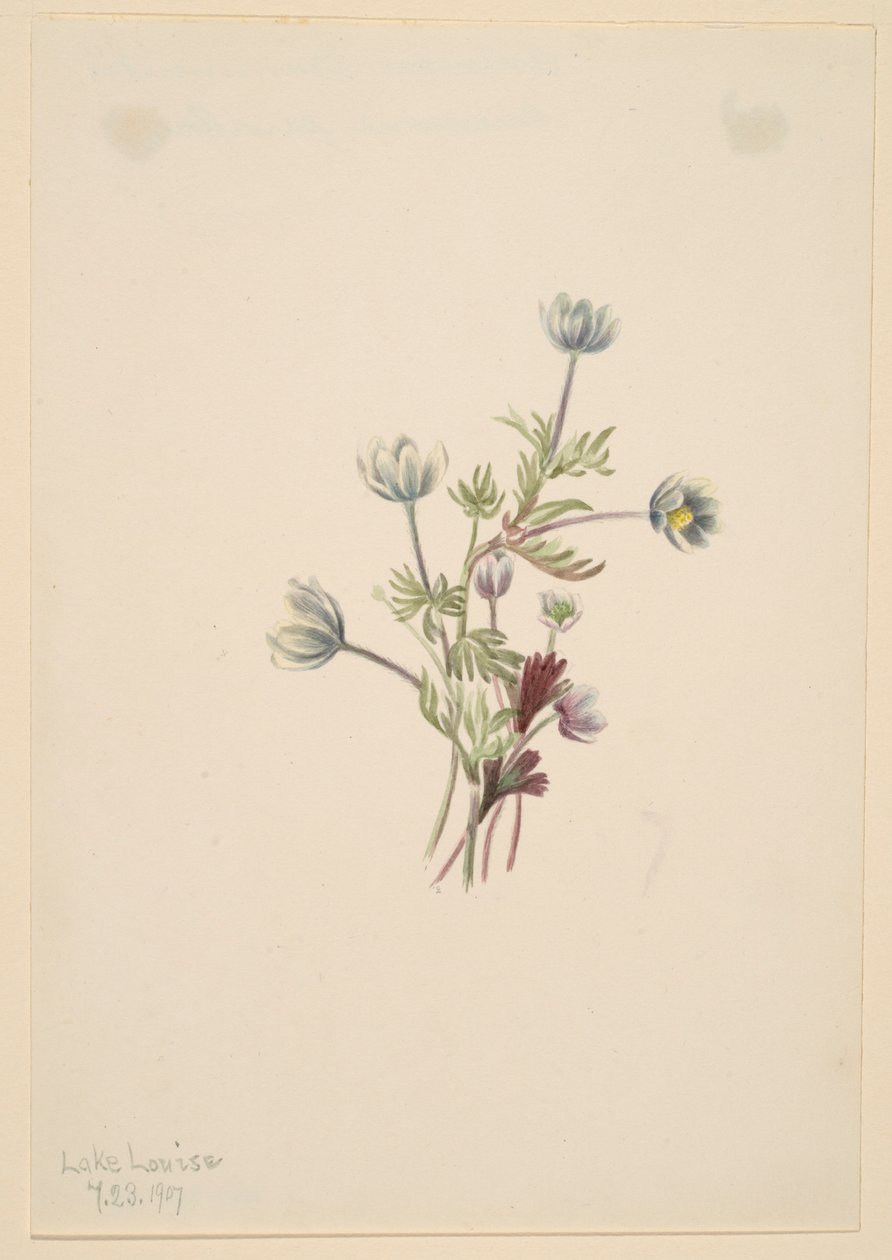 Anemone (Anemone drummondii) alkotó: Mary Vaux Walcott