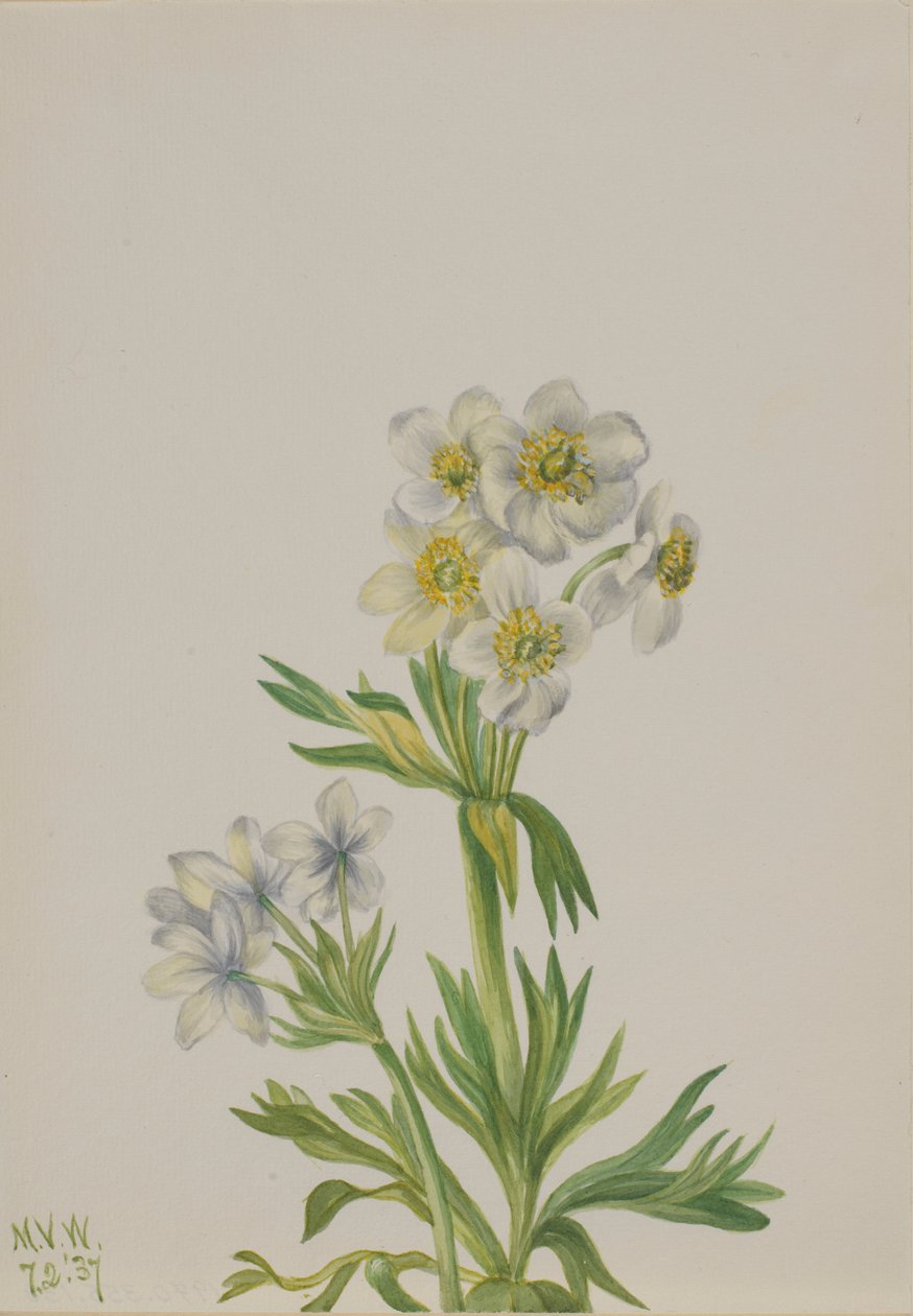 Anemone (Anemone zephyra) alkotó: Mary Vaux Walcott