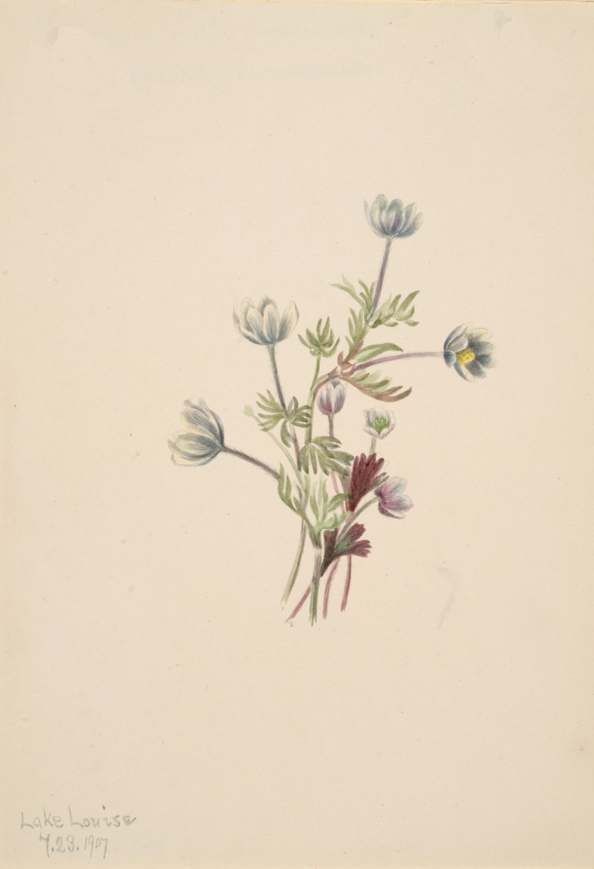 Anemone Anemone drummondii, 1907. alkotó: Mary Vaux Walcott