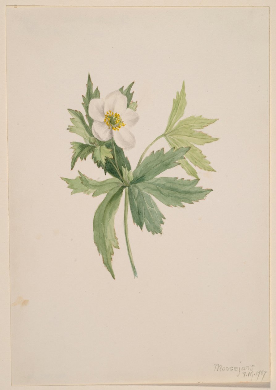 Anemone canadensis alkotó: Mary Vaux Walcott