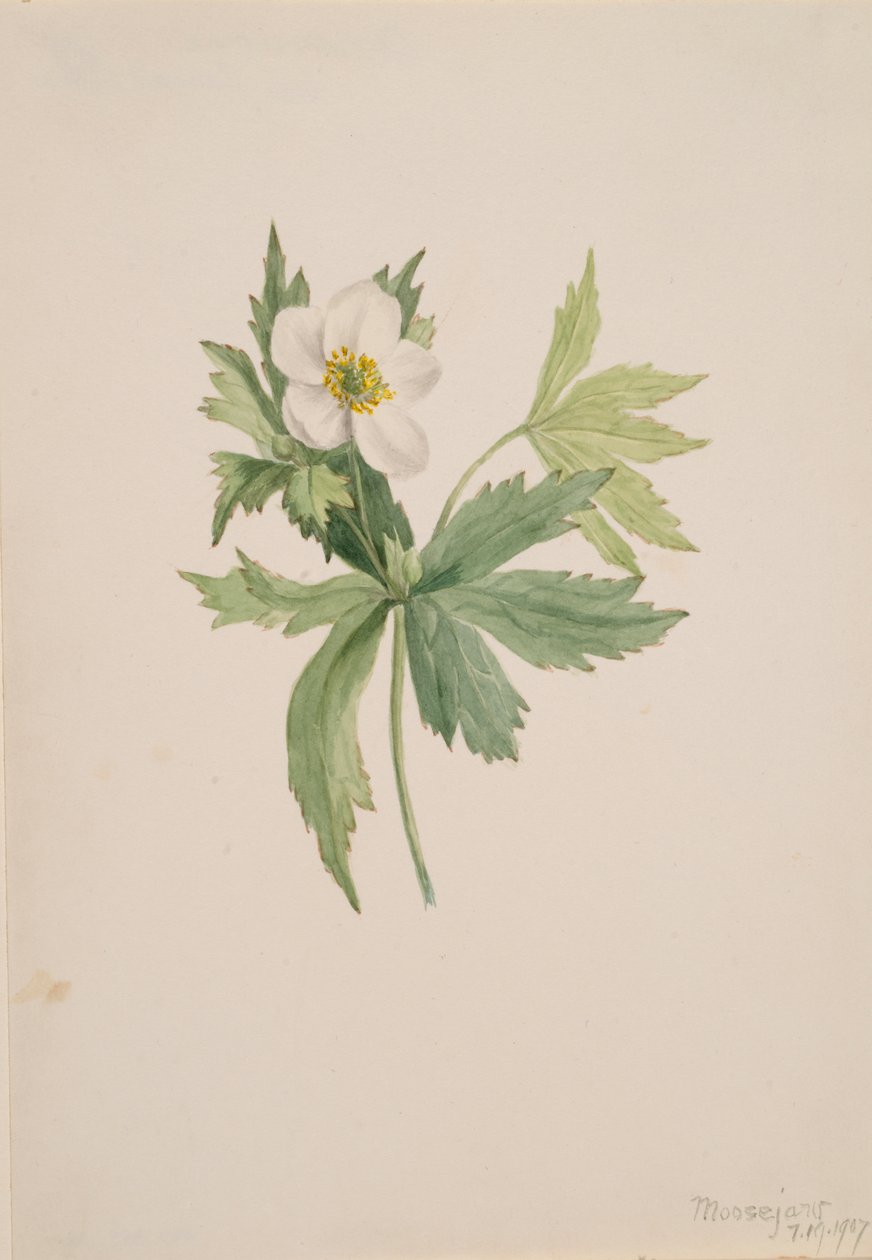 Anemone canadensis, 1907. alkotó: Mary Vaux Walcott
