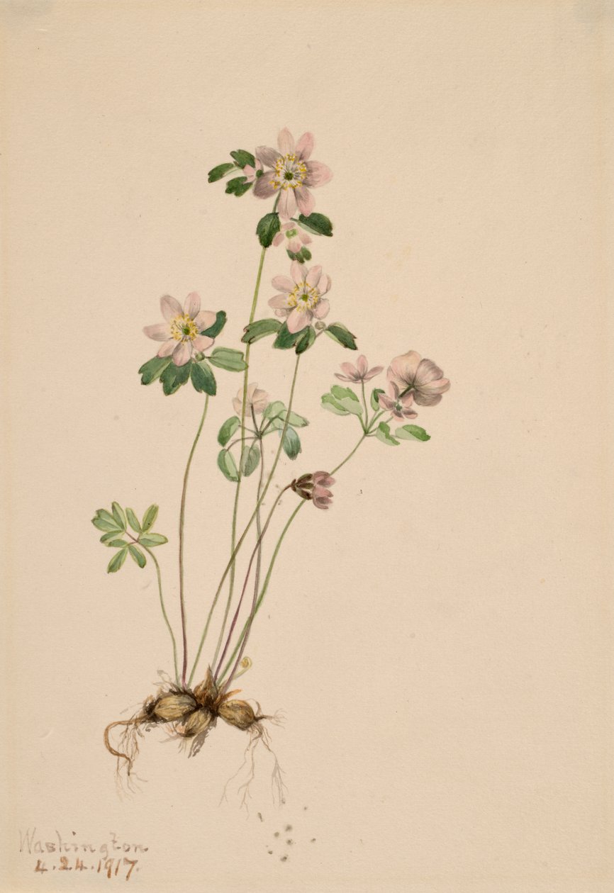 Anemonella Syndesmon thalektroides, 1917. alkotó: Mary Vaux Walcott