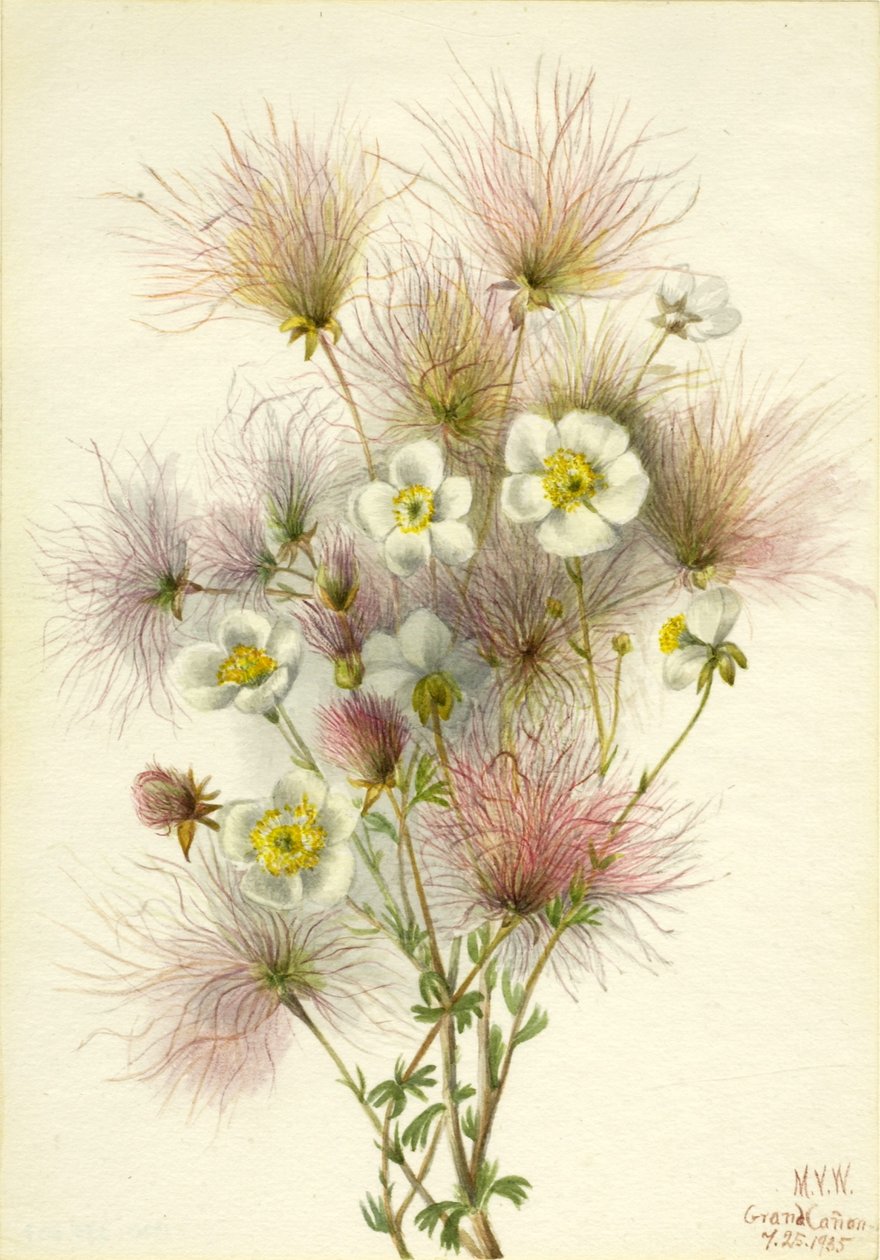 Apache Plume (Fallugia paradoxa) alkotó: Mary Vaux Walcott