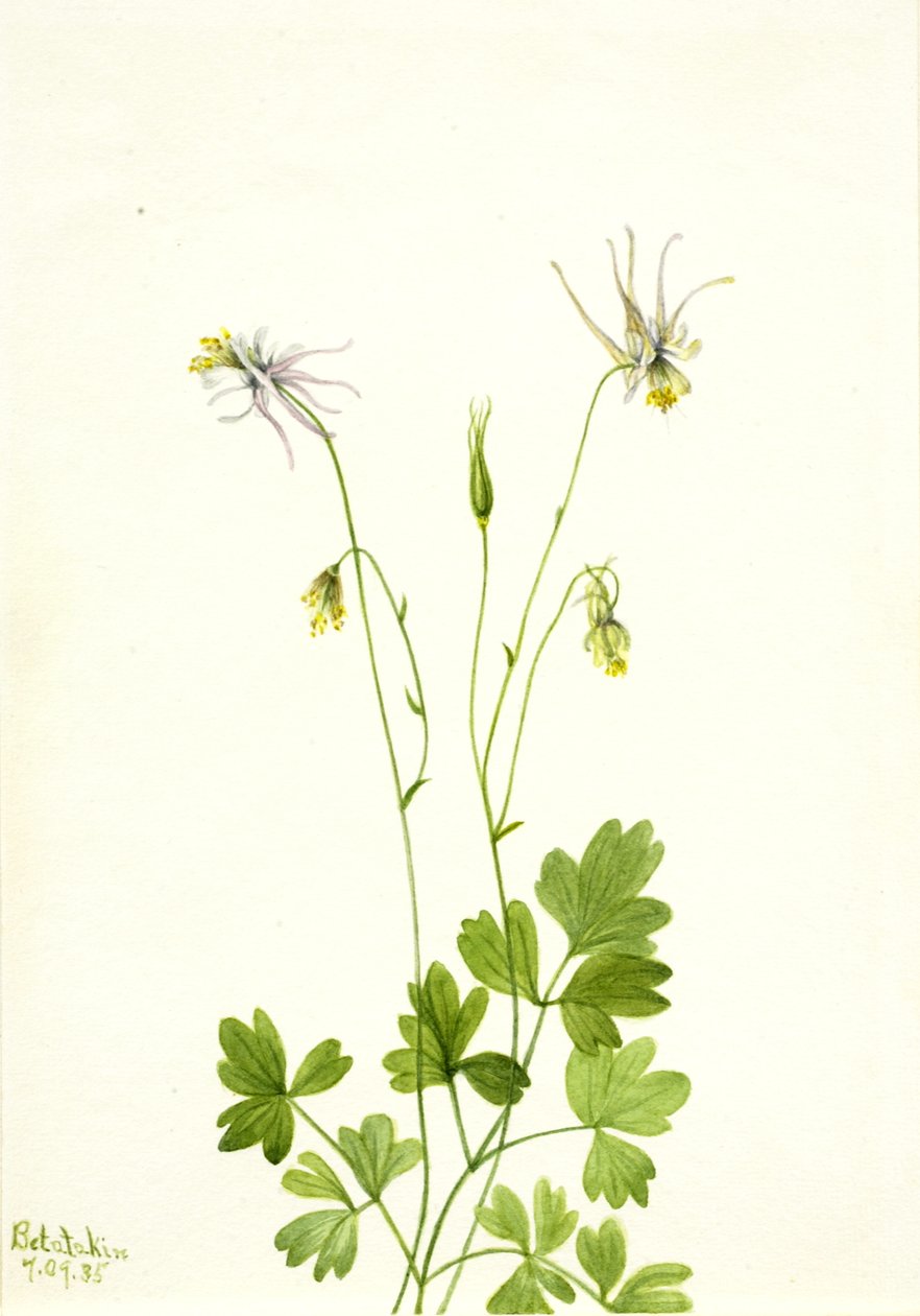 Aquilegia ecalcarata, 1935. alkotó: Mary Vaux Walcott