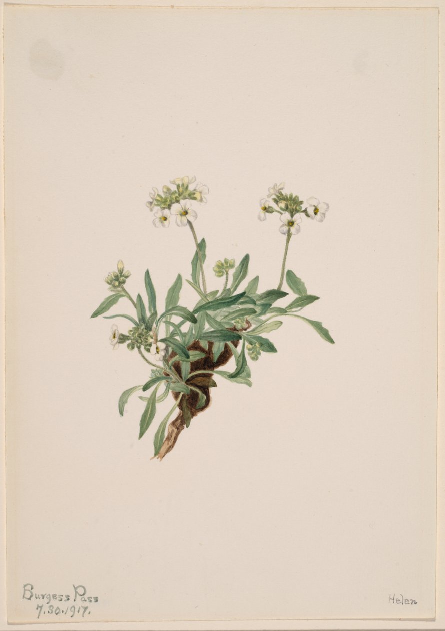 Arabis drummondii alkotó: Mary Vaux Walcott