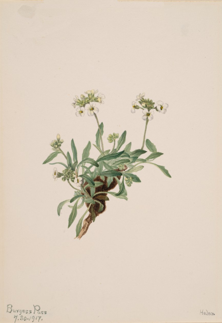 Arabis drummondii, 1917 alkotó: Mary Vaux Walcott