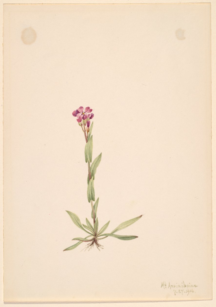 Arabis lyallii, 1916. alkotó: Mary Vaux Walcott