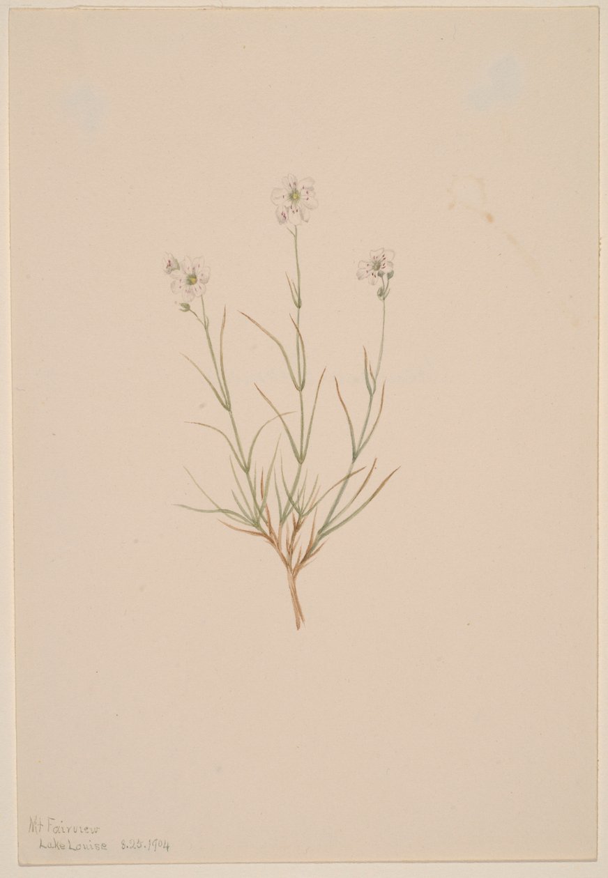 Arenaria formosa alkotó: Mary Vaux Walcott