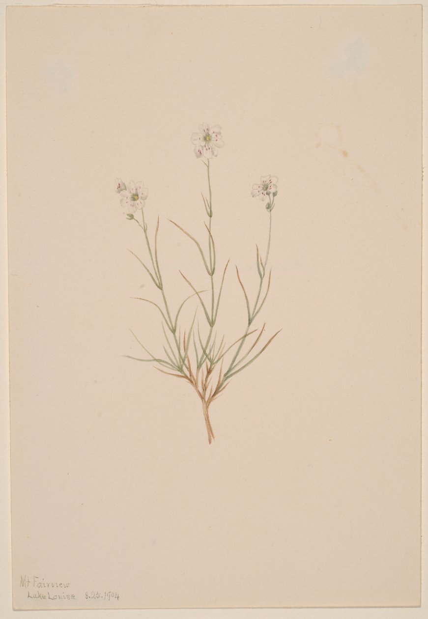 Formosa homokkő, 1904. alkotó: Mary Vaux Walcott