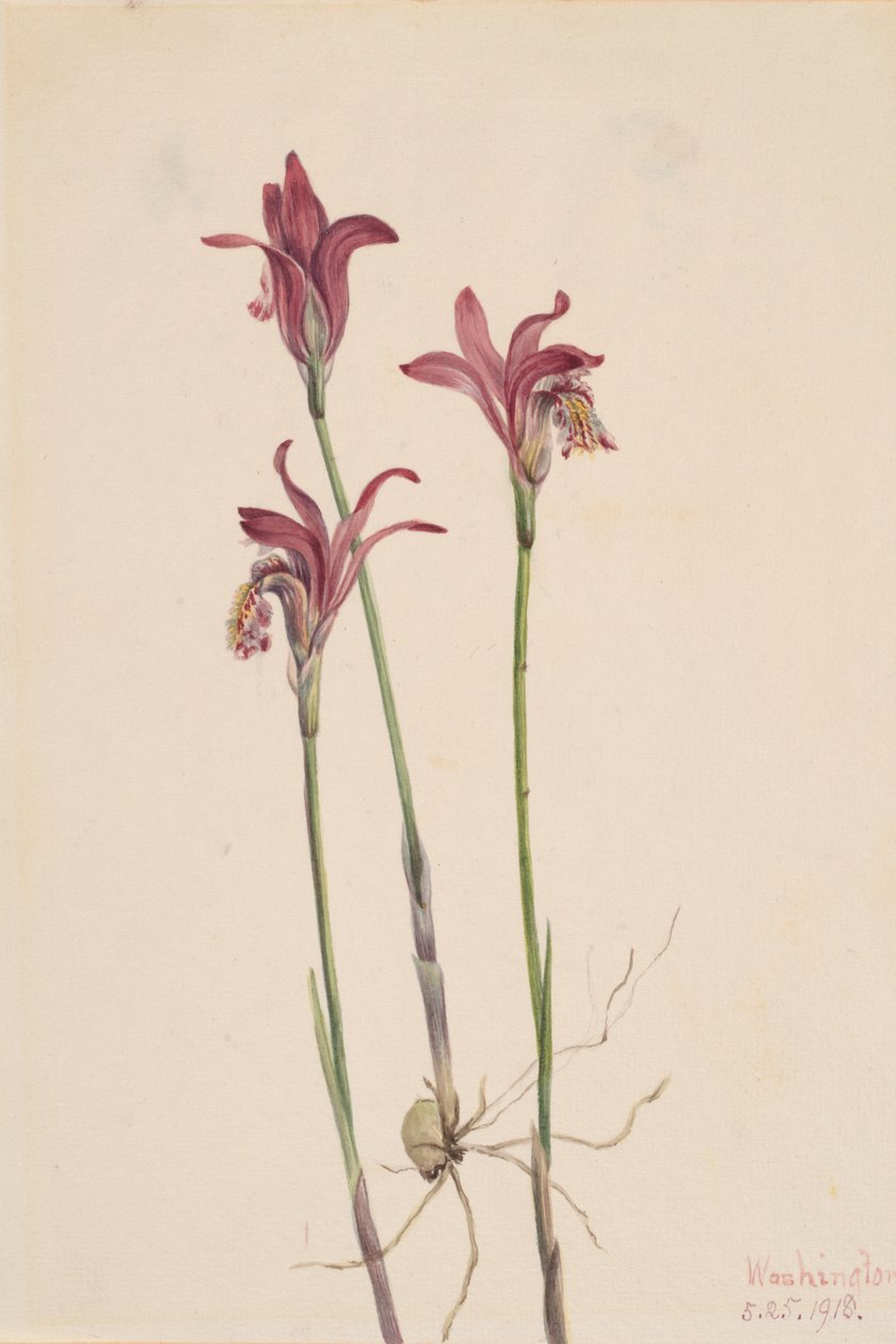 Arethusa bulbosa Arethusa, 1918 alkotó: Mary Vaux Walcott