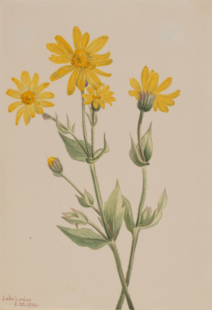 Árnika (Arnica latifolia) alkotó: Mary Vaux Walcott