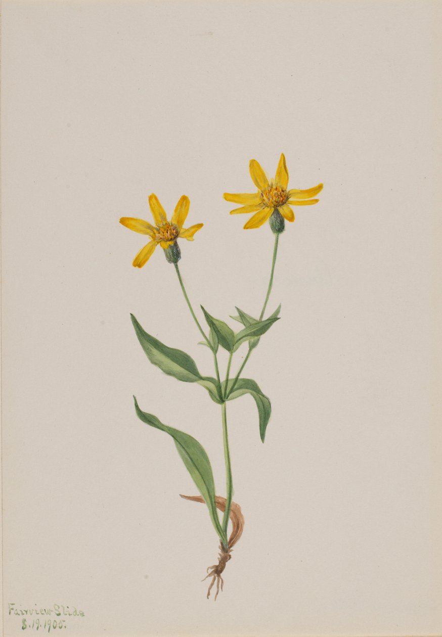 Arnica alpina alkotó: Mary Vaux Walcott