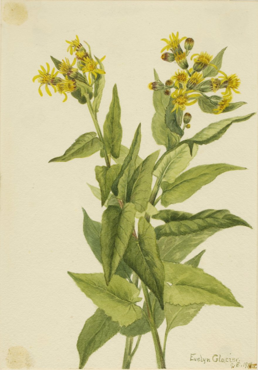 Arrowleaf Groundsel Senecia triangularis, 1916. alkotó: Mary Vaux Walcott