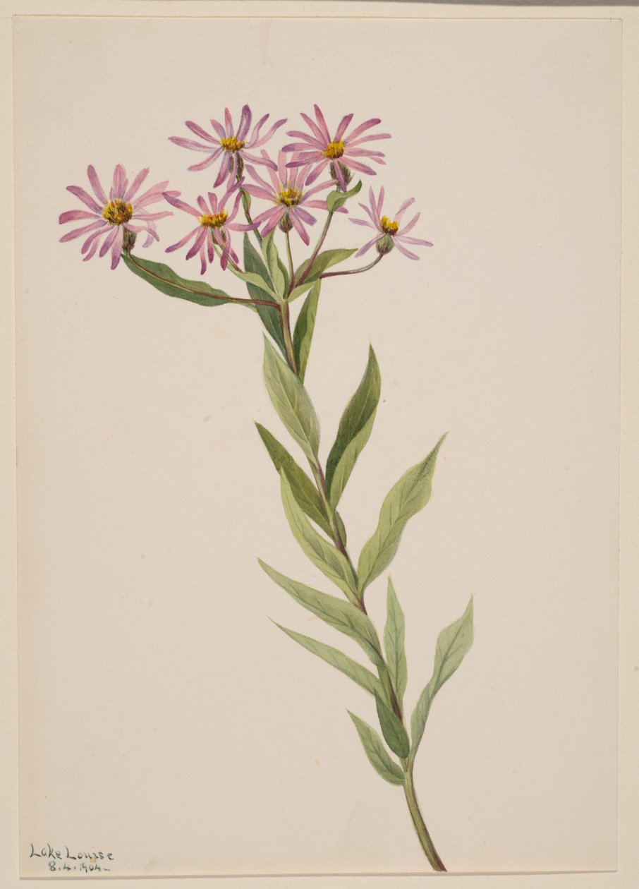 Aster Engelmann, 1904. alkotó: Mary Vaux Walcott